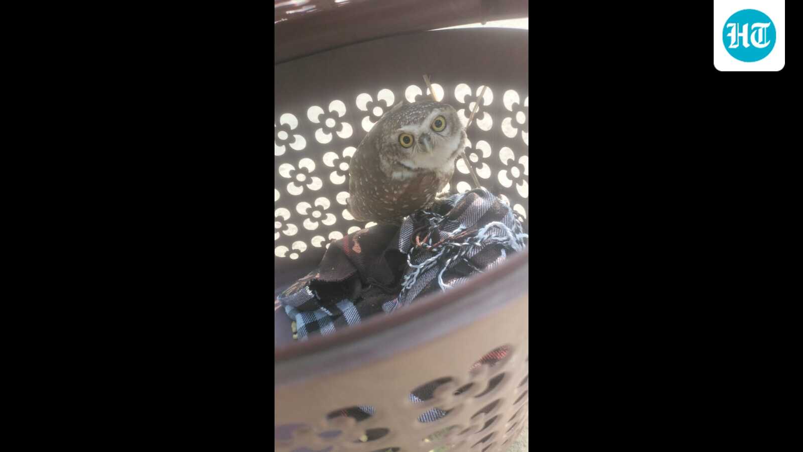 Injured spotted owlet rescued from Moga